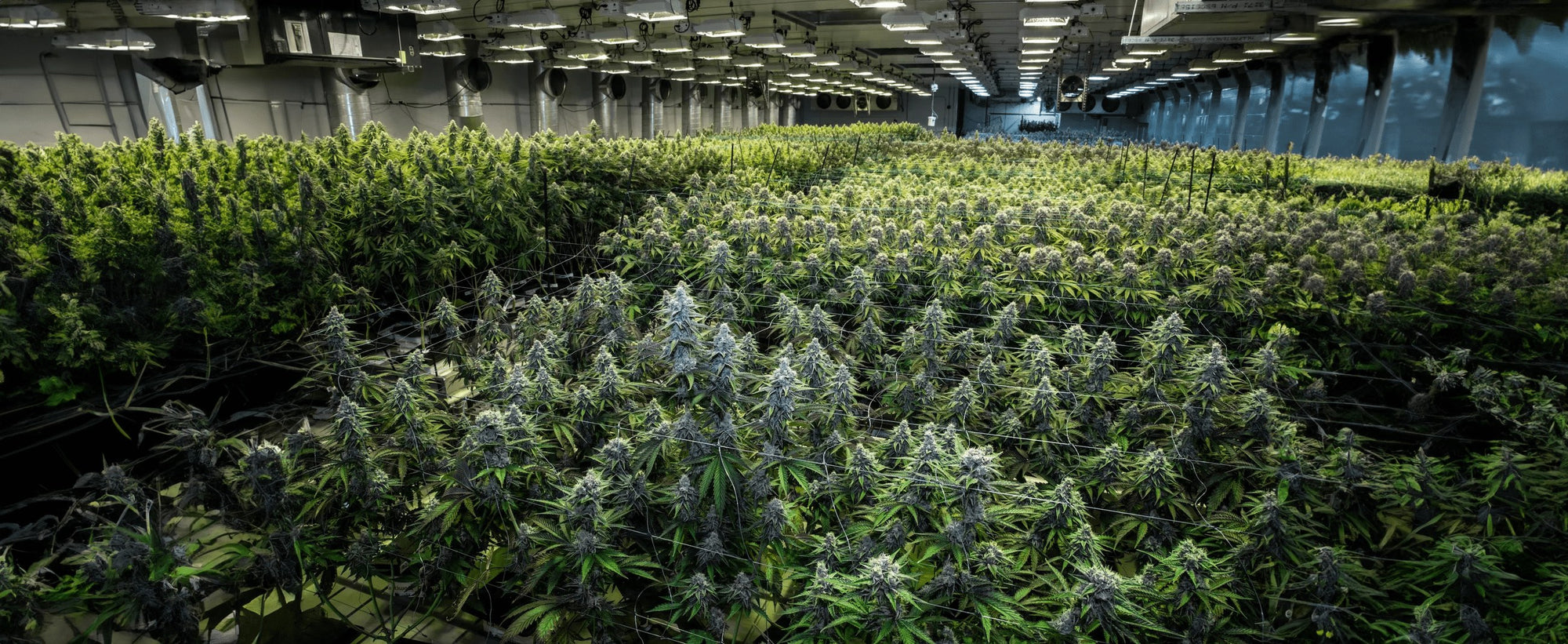 Centralized Nuravine dosing and irrigation system