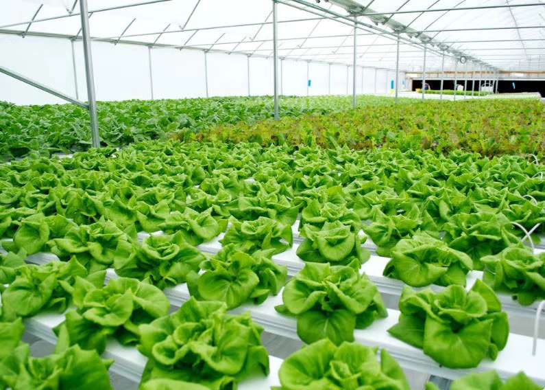 Greenhouse of healthy hydroponic crops