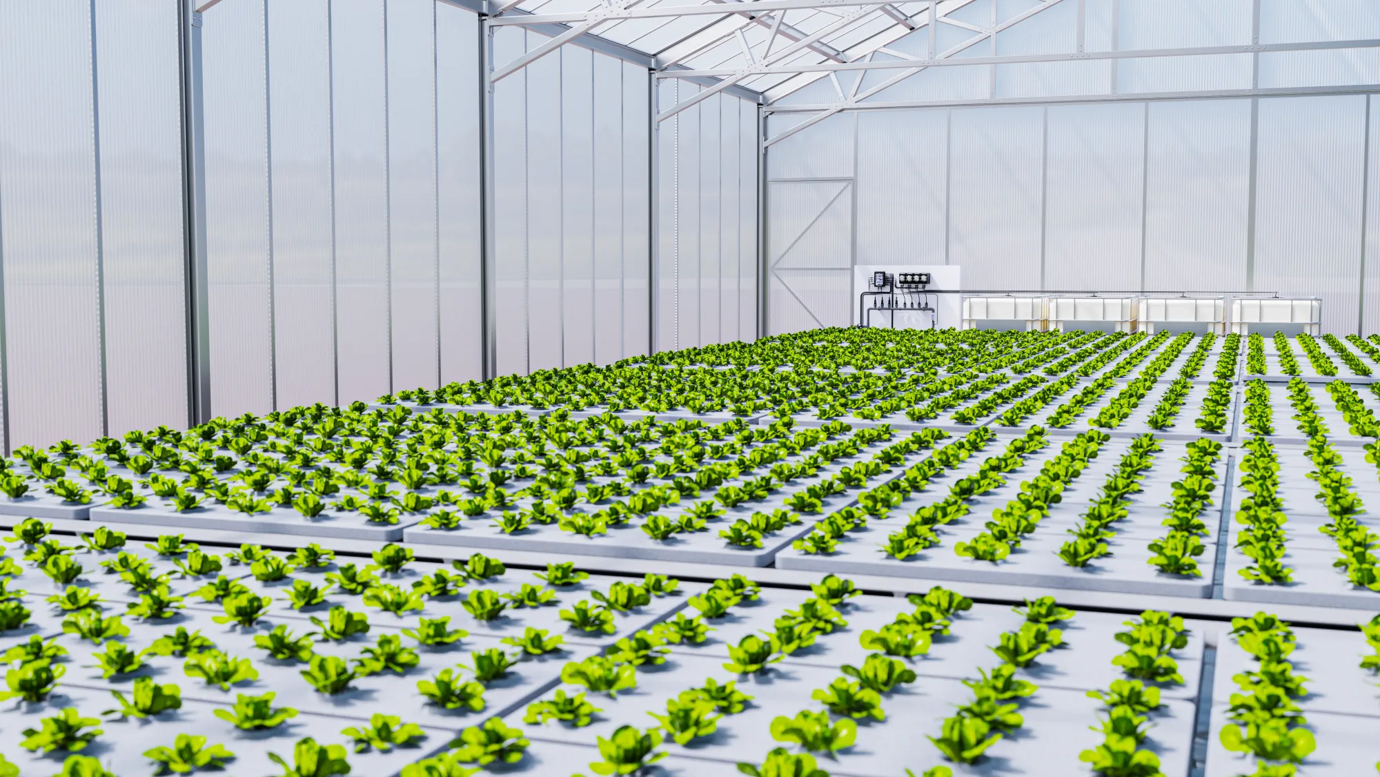 Rows of DWC lettuce filling a commercial greenhouse, fed by a single Nuravine dosing station